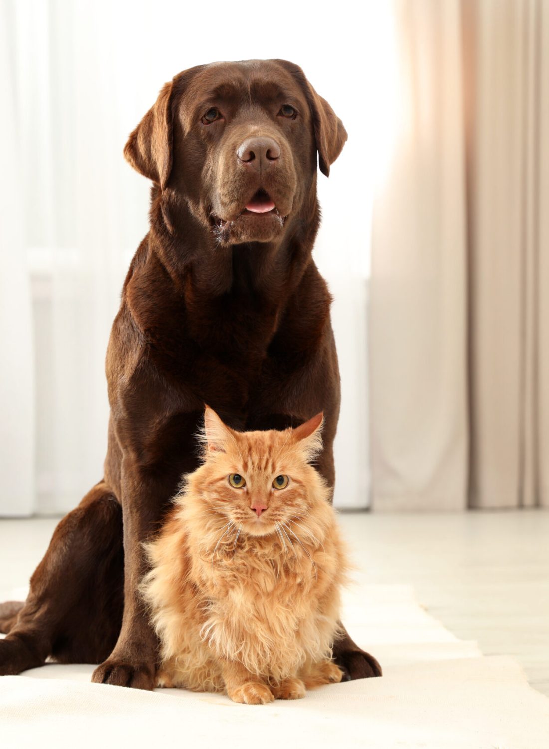 Cat and dog together looking at camera on floor indoors. Fluffy Cat and dog together looking at camera on floor indoors. Fluffy friends